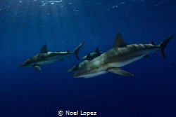 caribean reef sharks,canon60D ,tokina lens 10-17mm at 10m... by Noel Lopez 